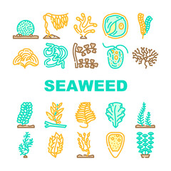 Seaweed Sea Underwater Plant Icons Set Vector. Padina And Japanese Kelp, Sargassum Horneri And Arthrospira Plantesis, Undaria Plumose And Egagropylus Linnaeus Ocean Grow Herb Line. Color Illustrations