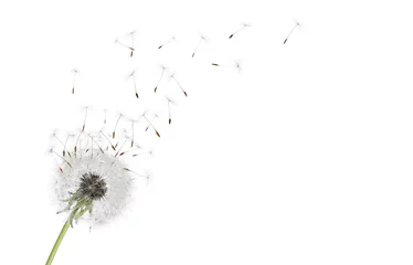 Fotobehang Beautiful puffy dandelion blowball and flying seeds on white background © New Africa