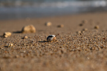 Little hermit crab walks along the shore