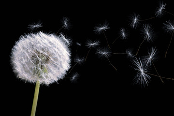 Beautiful puffy dandelion blowball and flying seeds on black background