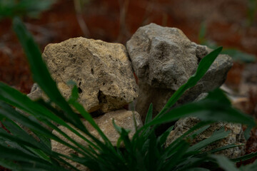 ordinary stones just lie in the grass