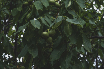 Fototapeta na wymiar walnuts ripen on branches in the summer sun
