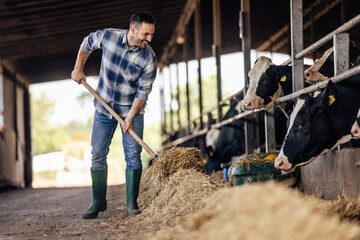 Adult man, helping the cows eat more easily.