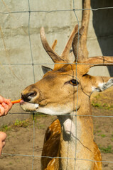 Head of wild red deer close up in the zoo