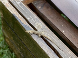 Lizard life.  © Michał