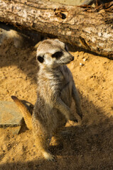 Little cute meerkat in the sand