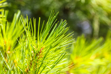 Pine branches background. Long, thin green-yellow spiny needles on a spruce branch at sunny summer, spring day. Tropical, subtropical coniferous forest. New Year's Tree. Natural background.