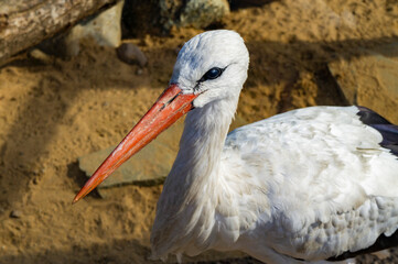 Bird stork with red beak close up