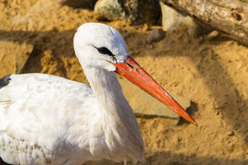 Bird stork with red beak close up