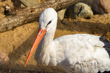 Bird stork with red beak close up