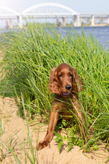 Young three month old Irish Setter puppy close up in the grass on the river bank on a sunny day.