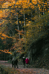 walk in the autumn park