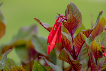 Selective focus of red flower with green leaves in the garden, Fuchsia triphylla is one of over 110...
