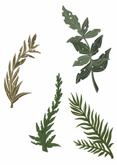 Set drawn of forest vegetation, color graphic leaves and deciduous branches, isolated green silhouettes of plants close-up, beautiful, spring or summer nature element without a background.