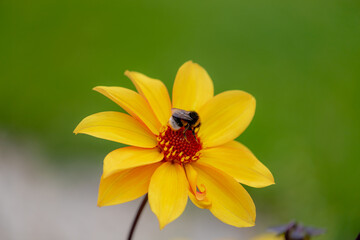 Selective focus of wild bumble bee sucking pollen yellow flowers in the garden, Helianthus is a species of annual and perennial flowering plants in the daisy family Asteraceae, Wildlife in insect.