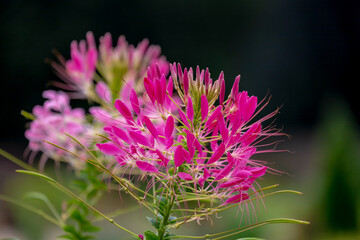 Selective focus of purple pink Spider flower in the garden, Cleome hassleriana or pink queen is a species of flowering plant in the genus Cleome of the family Cleomaceae, Nature floral background.