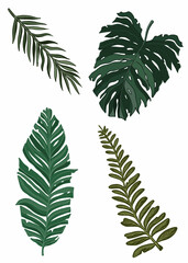Set drawn of tropical vegetation, color graphic leaves and deciduous branches, isolated green silhouettes of plants close-up, beautiful, spring or summer nature element without a background.