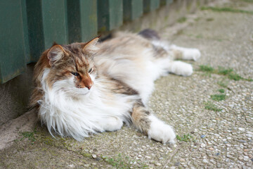 A closeup shot of a cute cat laying down on the ground