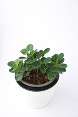 Banyan tree ,Moraceae, ficus annulata small plant green leaf on pot isolated on white background