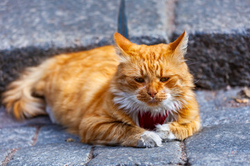 Naklejka na ściany i meble The nice cat lies on a stone pavement of the old street