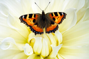 Close-up of a huge white dahlia flower with a beautiful butterfly. Flowers in the garden. Summer
