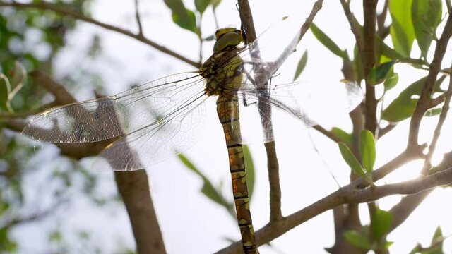 Libelle, Gro&szlig;er Blaupfeil (Orthetrum cancellatum)