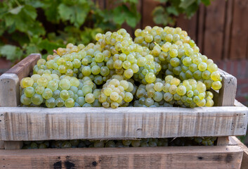 New harvest of white sweet chardonnay grapes on grand cru vineyards near Epernay, region Champagne,...
