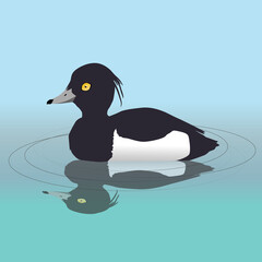 
A vector illustration of a male tufted duck swimming in the water. His reflection is visible in the water.
