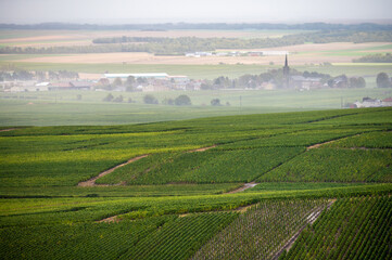 Landscape with green grand cru vineyards near Epernay, region Champagne, France in rainy day. Cultivation of white chardonnay wine grape on chalky soils of Cote des Blancs.