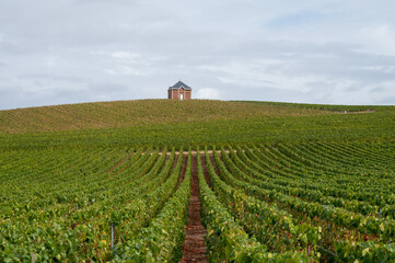 Landscape with green grand cru vineyards near Epernay, region Champagne, France in rainy day....