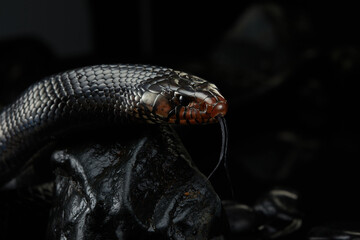Drymarchon on the black background of cameos, fog. snake art 