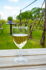 Tasting of Dutch white wine served outdoor on green meadow with vineyard, wine production in Netherlands