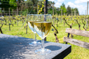 Tasting of Dutch white wine served outdoor on green meadow with vineyard, wine production in Netherlands