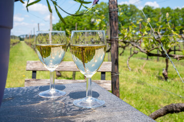 Tasting of Dutch white wine served outdoor on green meadow with vineyard, wine production in Netherlands