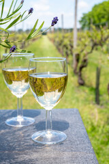 Tasting of Dutch white wine served outdoor on green meadow with vineyard, wine production in Netherlands