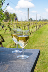 Tasting of Dutch white wine served outdoor on green meadow with vineyard, wine production in Netherlands