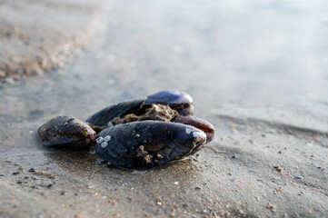 Group of live mussels clams lies on sand at low tide in North sea