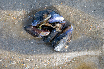 Group of live mussels clams lies on sand at low tide in North sea