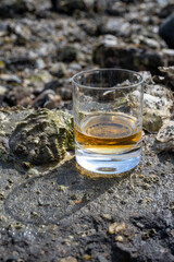 Tasting of single malt or blended Scotch whisky and seabed at low tide with algae, stones and oysters on background, private whisky tours in Scotland, UK