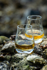 Tasting of single malt or blended Scotch whisky and seabed at low tide with algae, stones and oysters on background, private whisky tours in Scotland, UK