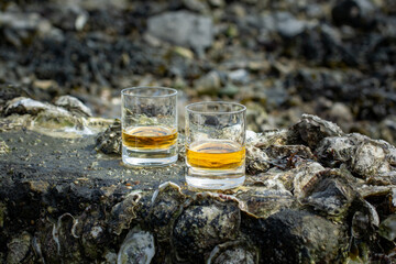 Tasting of single malt or blended Scotch whisky and seabed at low tide with algae, stones and oysters on background, private whisky tours in Scotland, UK