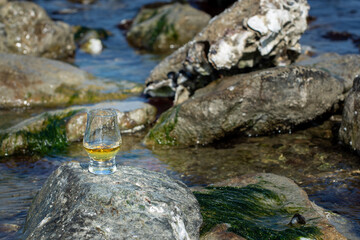 Tasting of single malt or blended Scotch whisky and blue sea with stones and oysters on background, private whisky tours in Scotland, UK