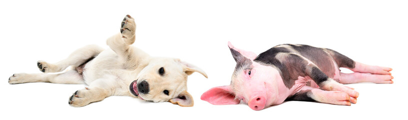 Funny Labrador puppy and piglet lying together isolated on white background © sonsedskaya