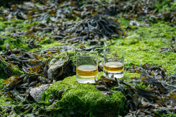 Tasting of single malt or blended Scotch whisky and seabed at low tide with algae, stones and oysters on background, private whisky tours in Scotland, UK