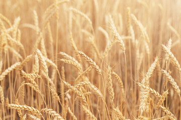 The natural backdrop of a field of ripe wheat