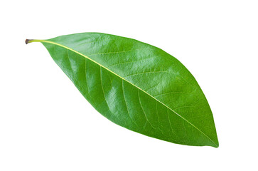 Obraz premium Green leaf isolated on white background