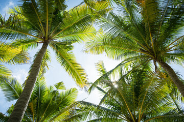 Beautiful Palm trees against blue sky.Amazing Coconut palm trees on beach background.Pattern trees on sunset silhouette.Copy space texture.