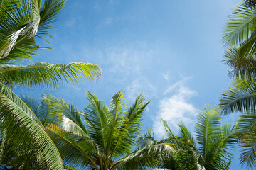 Beautiful Photo frames palms to blue sky island.Amazing coconut trees on sun light and clouds background.