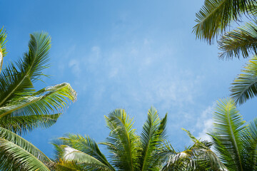 Beautiful Photo frames palms to blue sky island.Amazing coconut trees on sun light and clouds background.