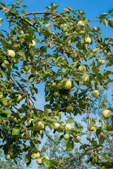Green apple orchard in the countryside